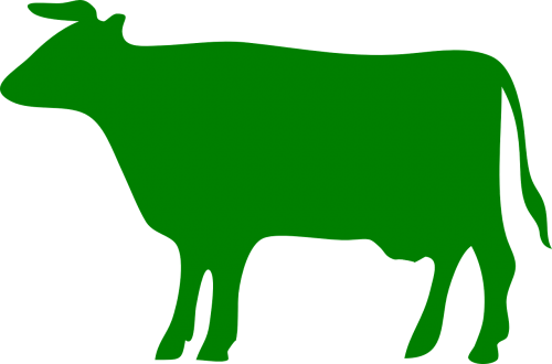 cow farm animal