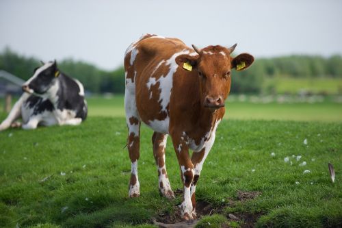 cow milk grass