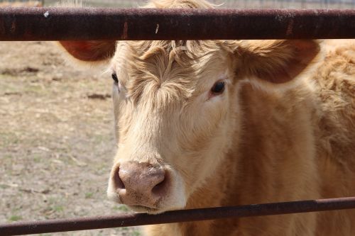 cow agriculture cattle