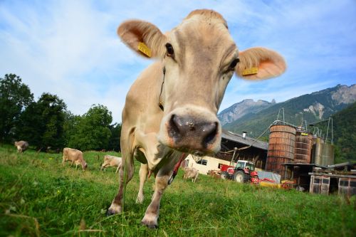 cow switzerland cows