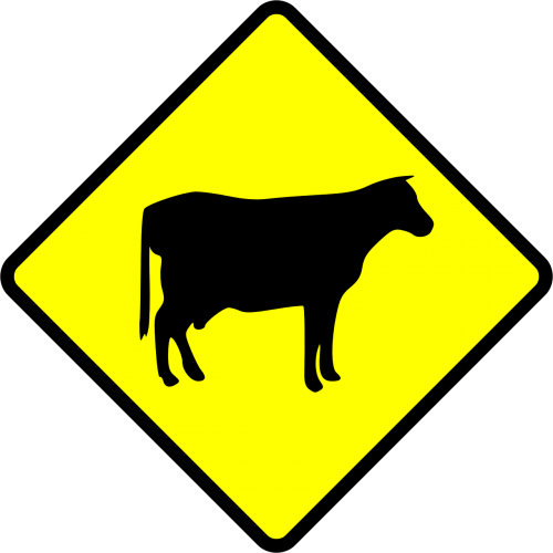 cow crossing cows