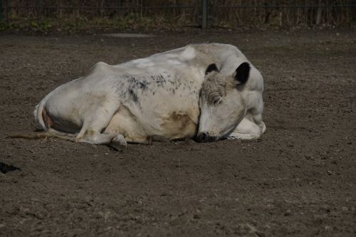 cow mammal animal