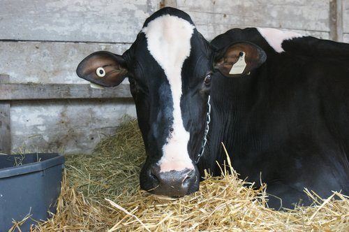cow  livestock  milk
