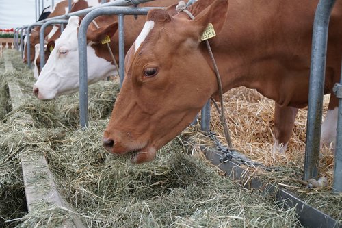 cow  eat  stall