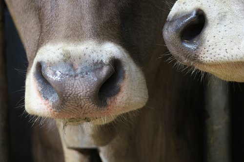 cow  nose  portrait