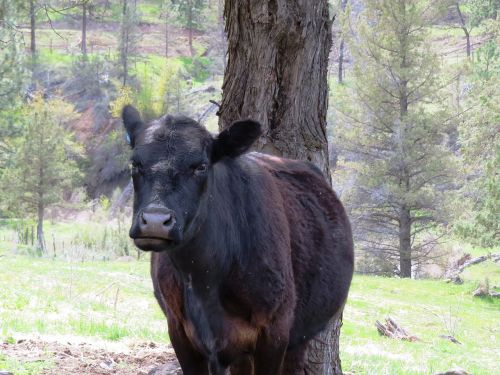 cow expression animal