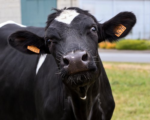 cow  ruminant  animal