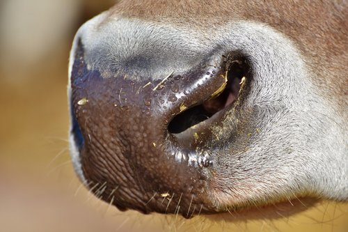 cow  kuhschnauze  foot