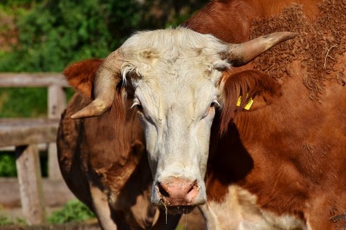 cow  kuhschnauze  foot