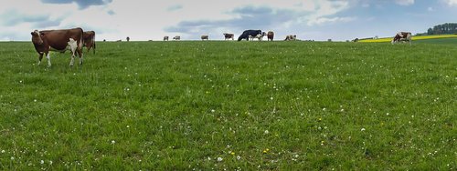 cow  cows  cow pasture