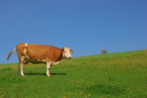 cow  animal  pasture land