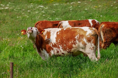 cow  animal  brown white