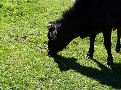 cow field horns