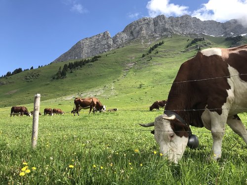 cow  swiss  mountains