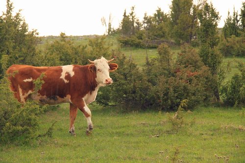 cow  animal  closeup