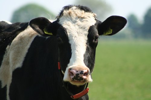 cow  cows  close up
