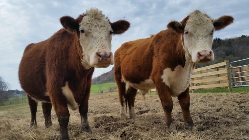 cow  cows  farm