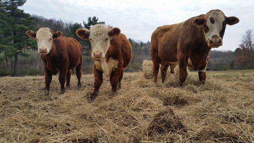 cow  cows  farm