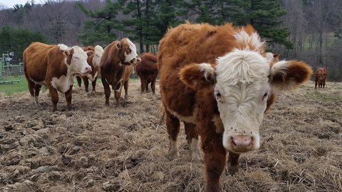 cow  cows  farm