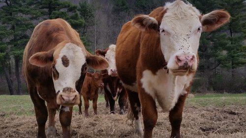 cow  cows  farm