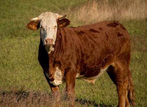 cow  calf  cattle