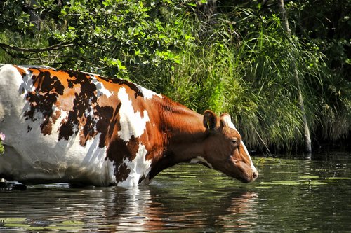 cow  water  nature