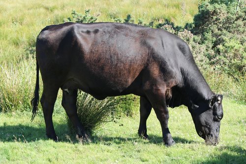cow  bovine  animal