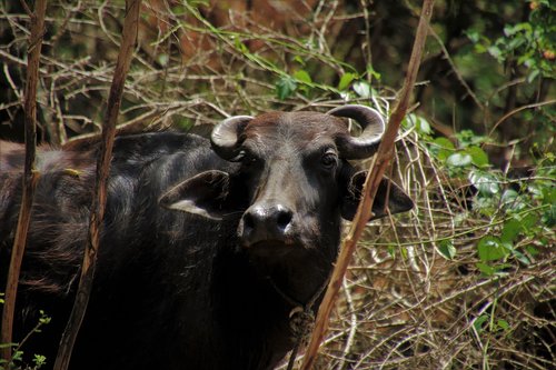 cow  buffalo  animal