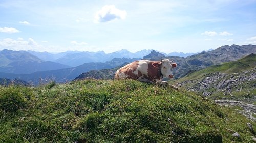 cow  mountains  nature