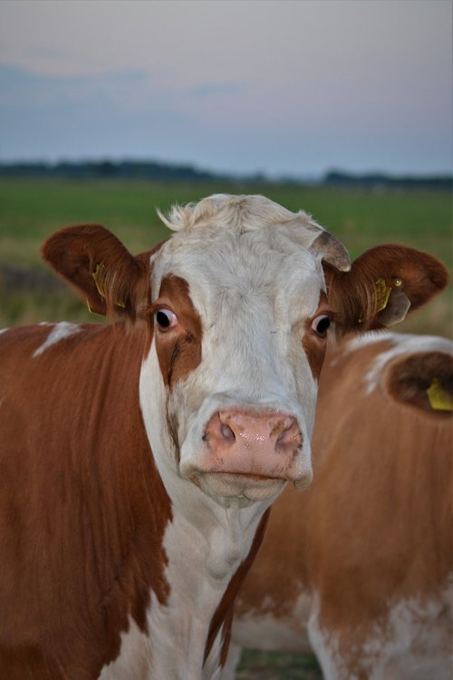 cow  close up  animal