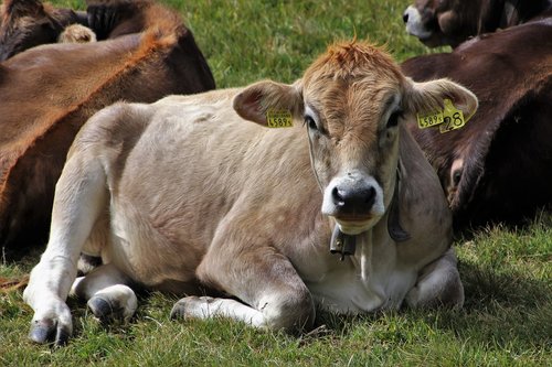 cow  beef  animals