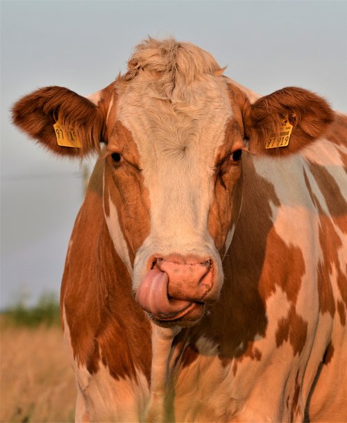 cow  head  portrait