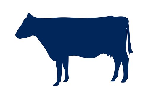 cow  animal  milk