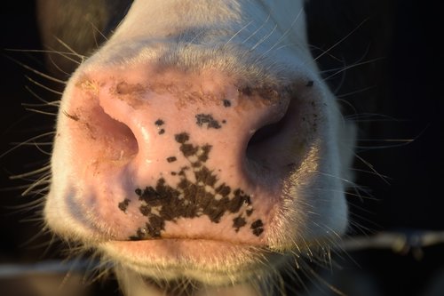 cow  nose  nostrils