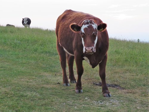 cow  cattle  brown