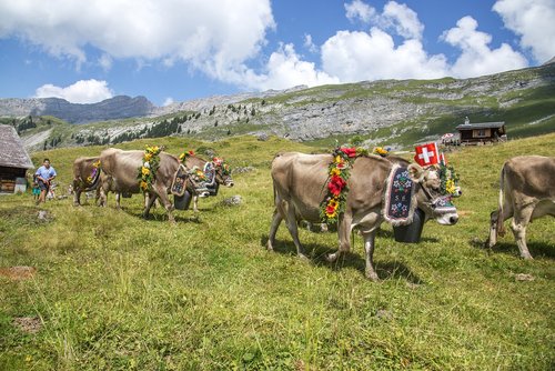 cow  switzerland  tradition