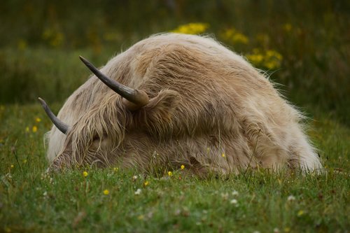 cow  horns  cattle