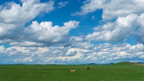 cow  sheep  prairie
