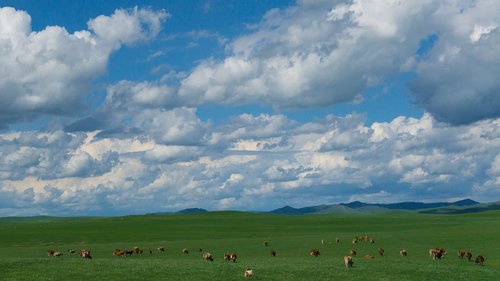 cow  sheep  prairie