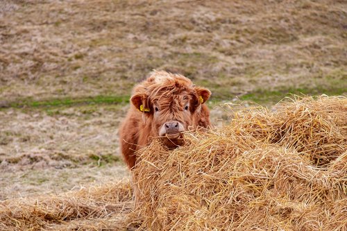cow  calf  highland