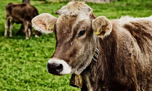 cow  allgäu  beef