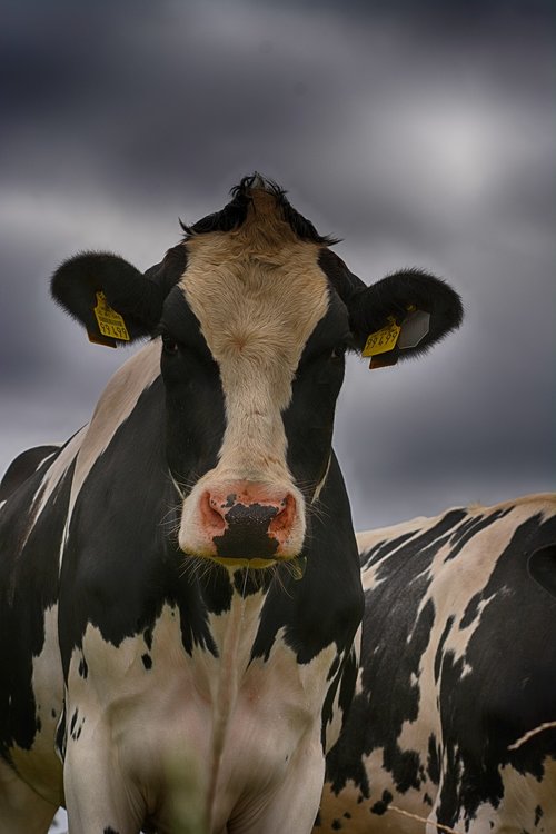 cow  close up  portrait