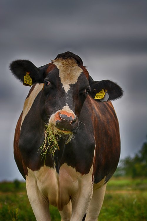 cow  close up  portrait