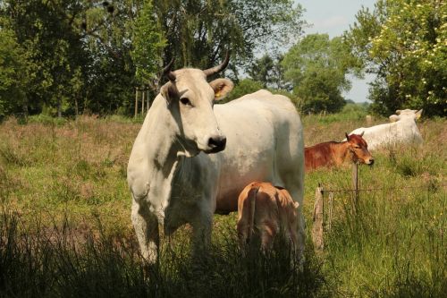 cow pasture landscape