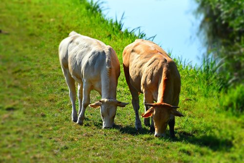 cow  cattle  animal