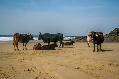 cow  cattle  livestock