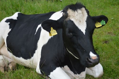 cow farmer black white