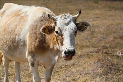 cow  animal  cattle