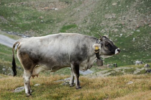 cow alm landscape