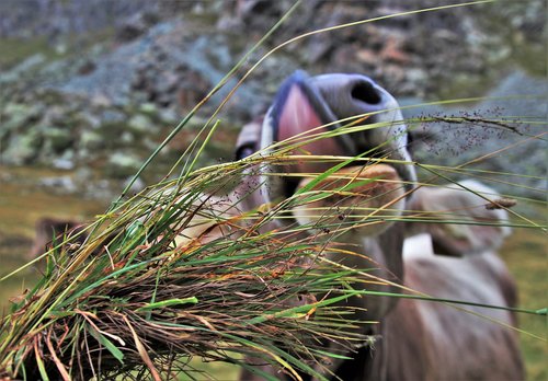 cow  grass  feeding